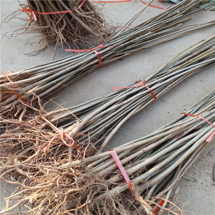 兩年香椿苗多少錢(qián) 紅油香椿苗 大棚香椿苗批發(fā)基地 香椿苗品種介紹