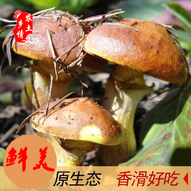 農(nóng)土鄉(xiāng)情食用菌 *食用菌，*蘑菇干貨，廠家*優(yōu)質(zhì)*蘑菇