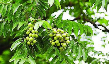 無患子提取物 無患子皂甙苷40% 無患子提取物哪家好 無患子提取物生產(chǎn)廠家 無患子提取物*惠