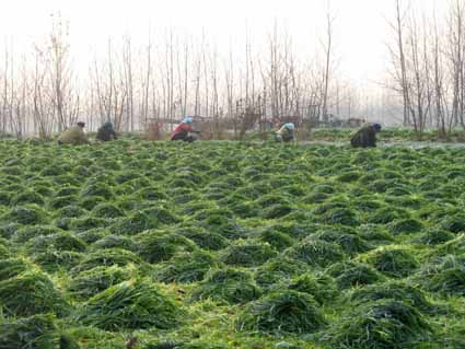 大麥苗粉 大麥若葉青汁 大麥苗粉廠家 大麥苗粉哪家好 大麥苗粉500目 大麥苗汁粉