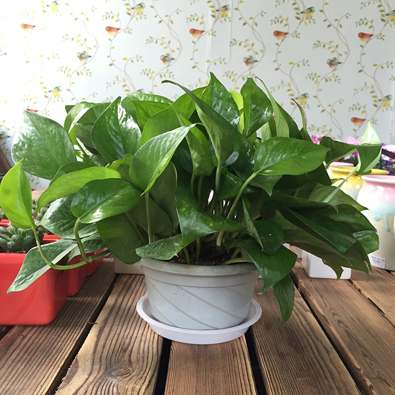 武漢辦公室綠植盆栽租擺，寫字樓花卉綠植銷售免費(fèi)送貨