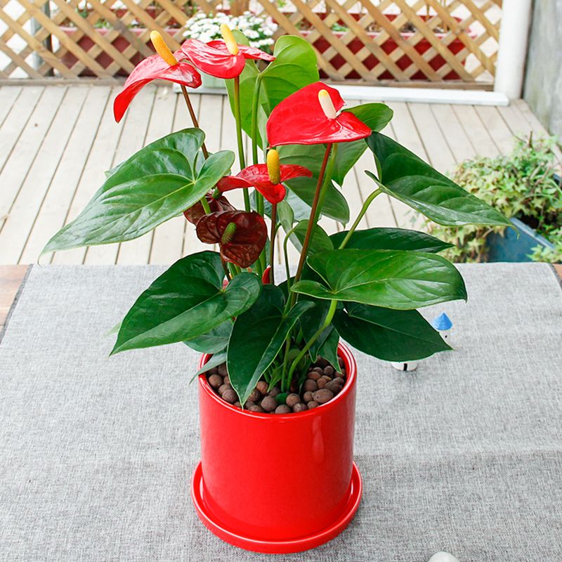 武漢室內(nèi)單位植物盆景租擺，武漢公司室外綠化租賃養(yǎng)護(hù)