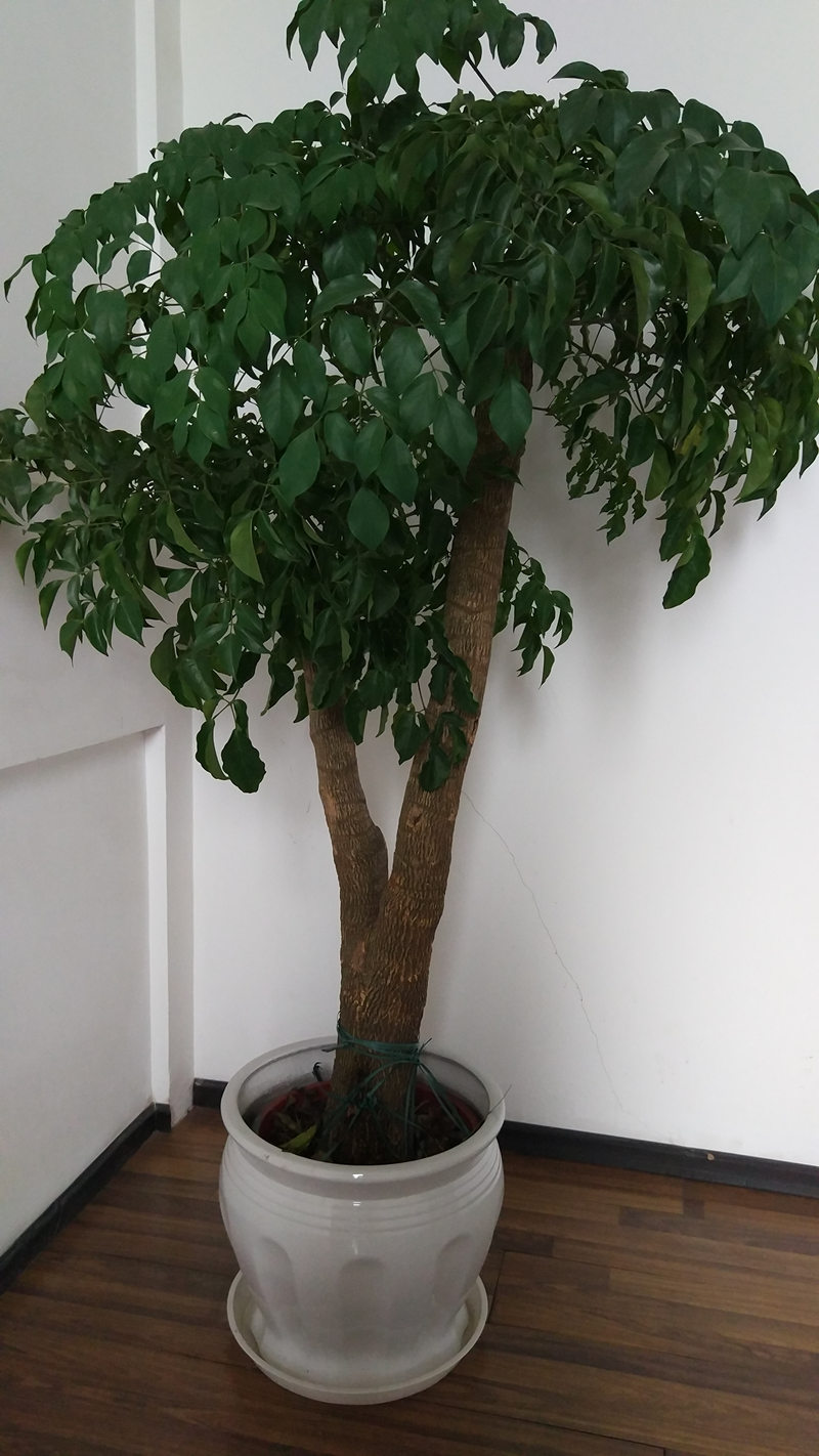 武漢綠植大型幸福樹盆栽，高度2米同城送貨，平安幸福樹可租擺，武漢送貨上門