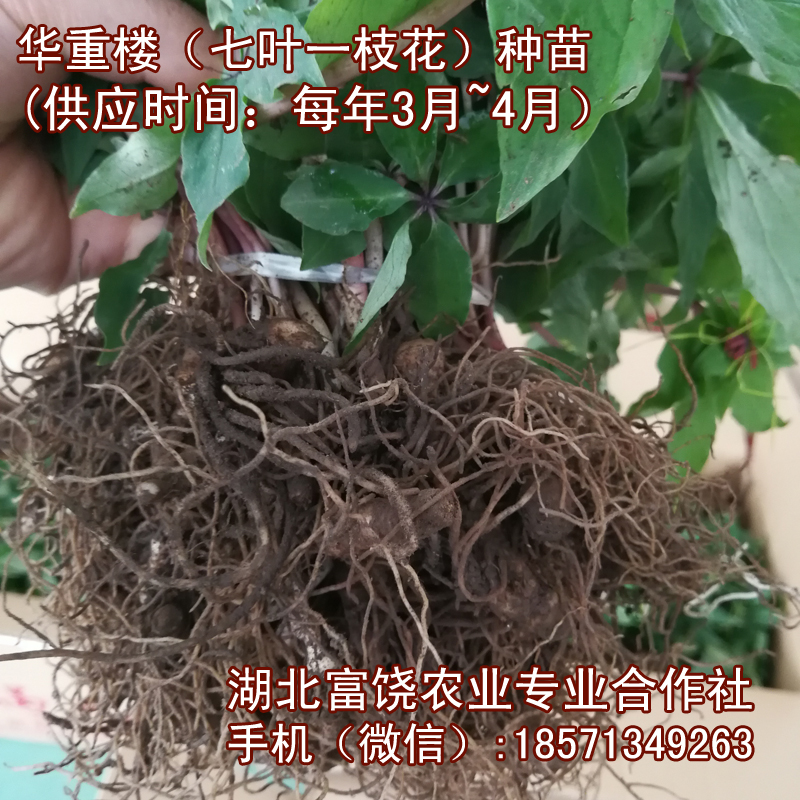 湖北七葉一枝花種苗華重樓種苗種植基地直銷提供技術(shù)支持