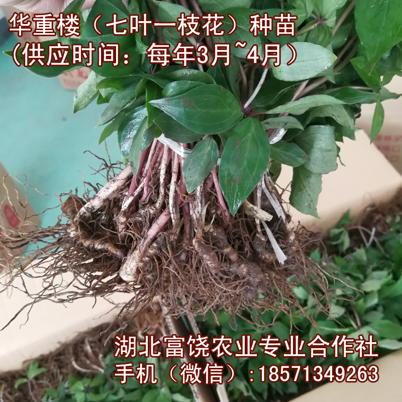 湖北七葉一枝花種苗華重樓種苗種植基地直銷提供技術(shù)支持
