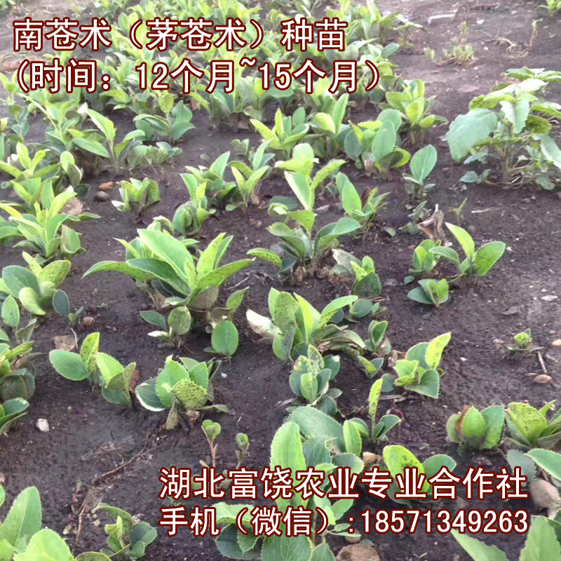 湖北南蒼術種苗茅蒼術種子種苗基地直銷提供技術支持
