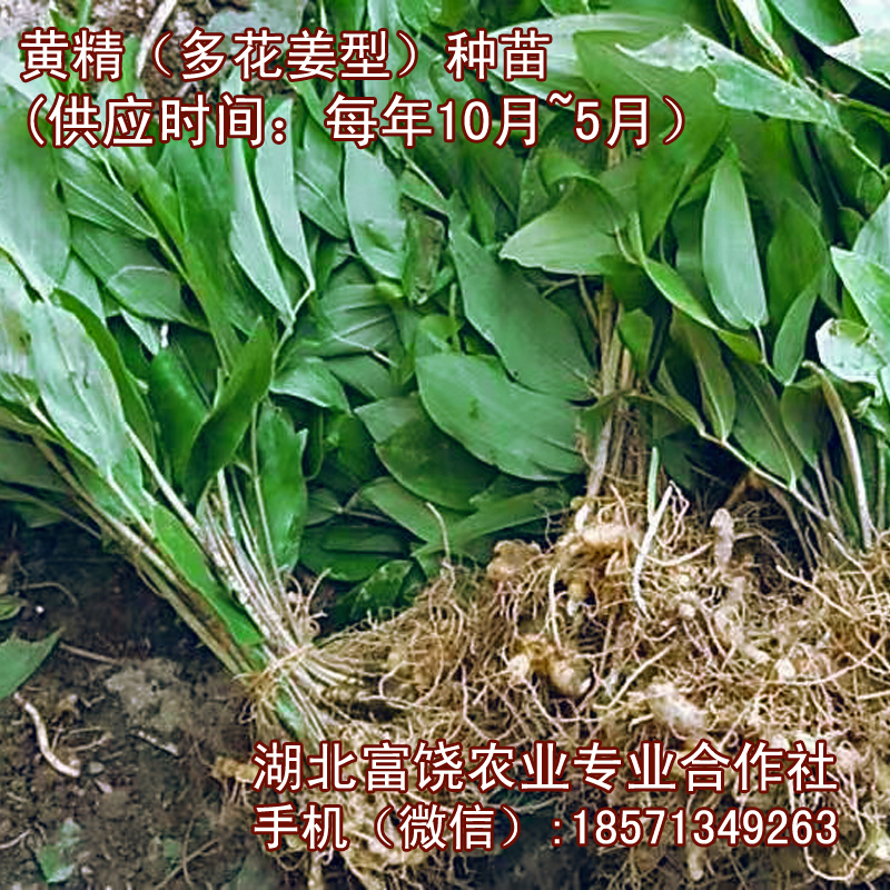 湖北姜型多花黃精種苗種子種莖種植基地直銷提供技術(shù)支持