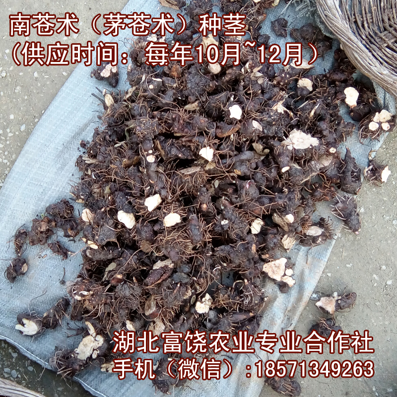 湖北南蒼術(shù)種莖茅蒼術(shù)種子蒼術(shù)塊莖種植基地批發(fā)提供技術(shù)支持