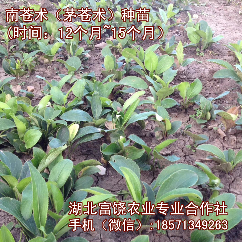 湖北南蒼術種苗茅蒼術種子種苗基地直銷提供技術支持