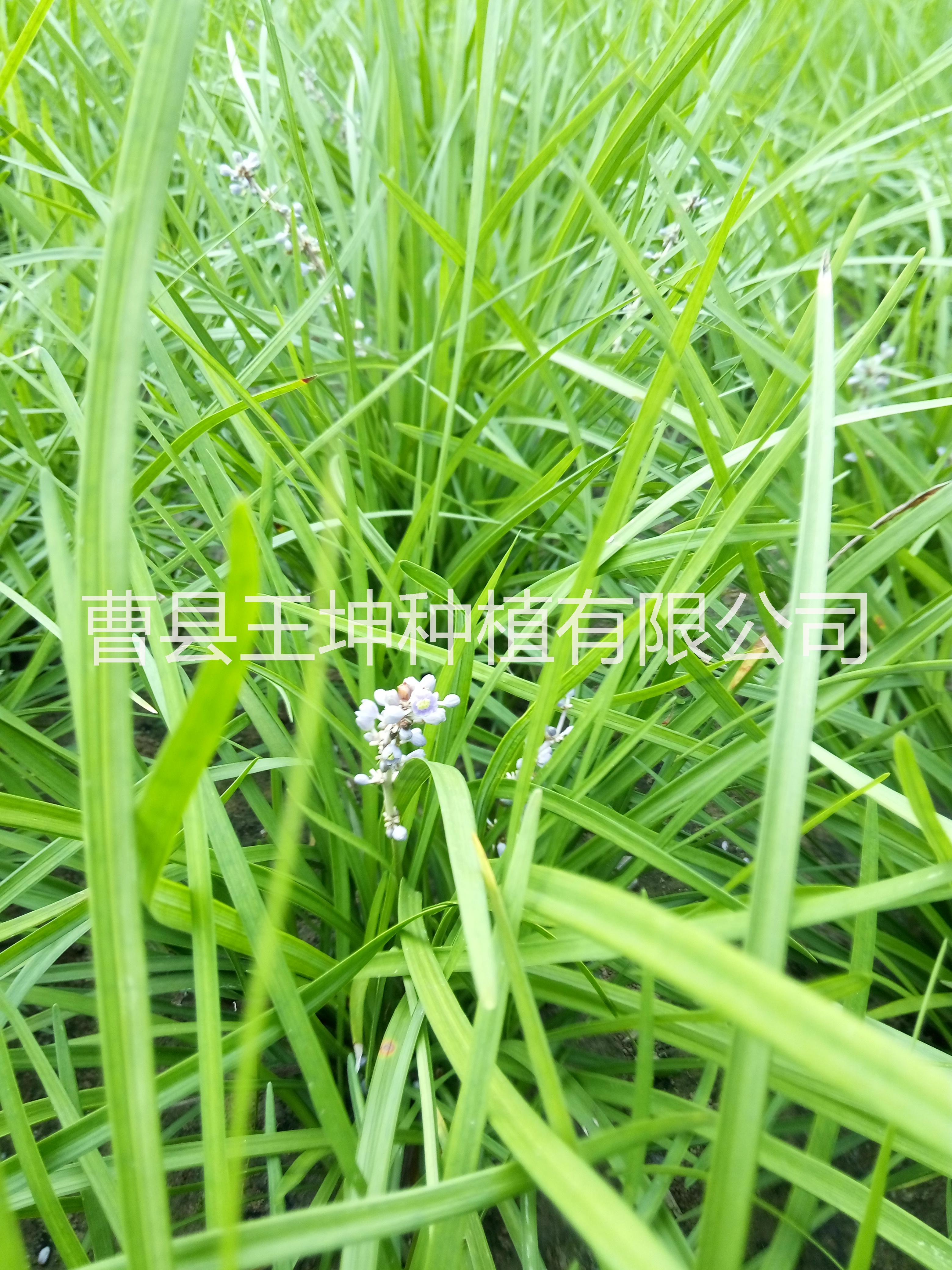 草坪麥冬草產(chǎn)地*價格便宜 草坪/麥冬草