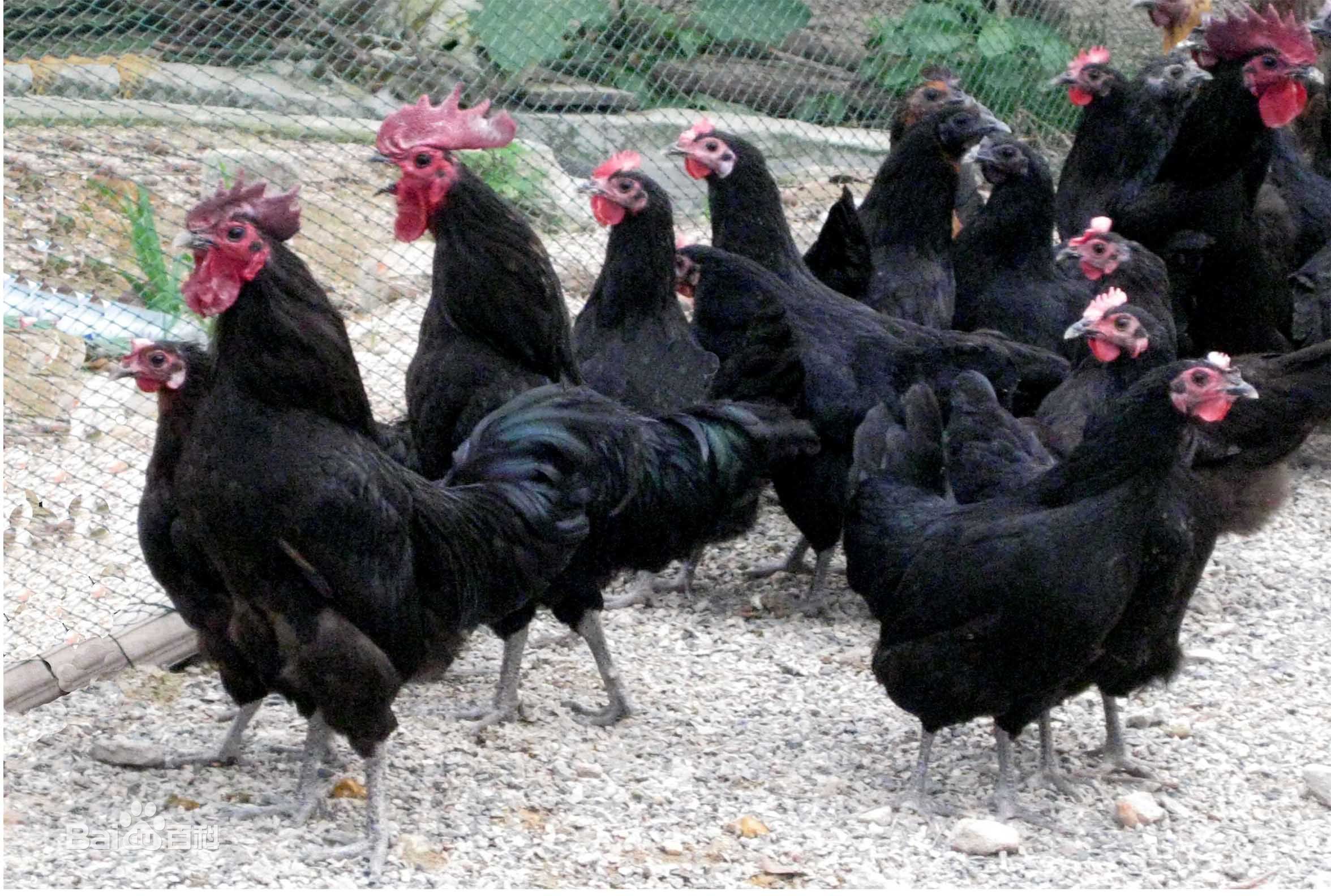 常年供應(yīng)高產(chǎn)黑羽紅冠綠殼蛋雞苗
