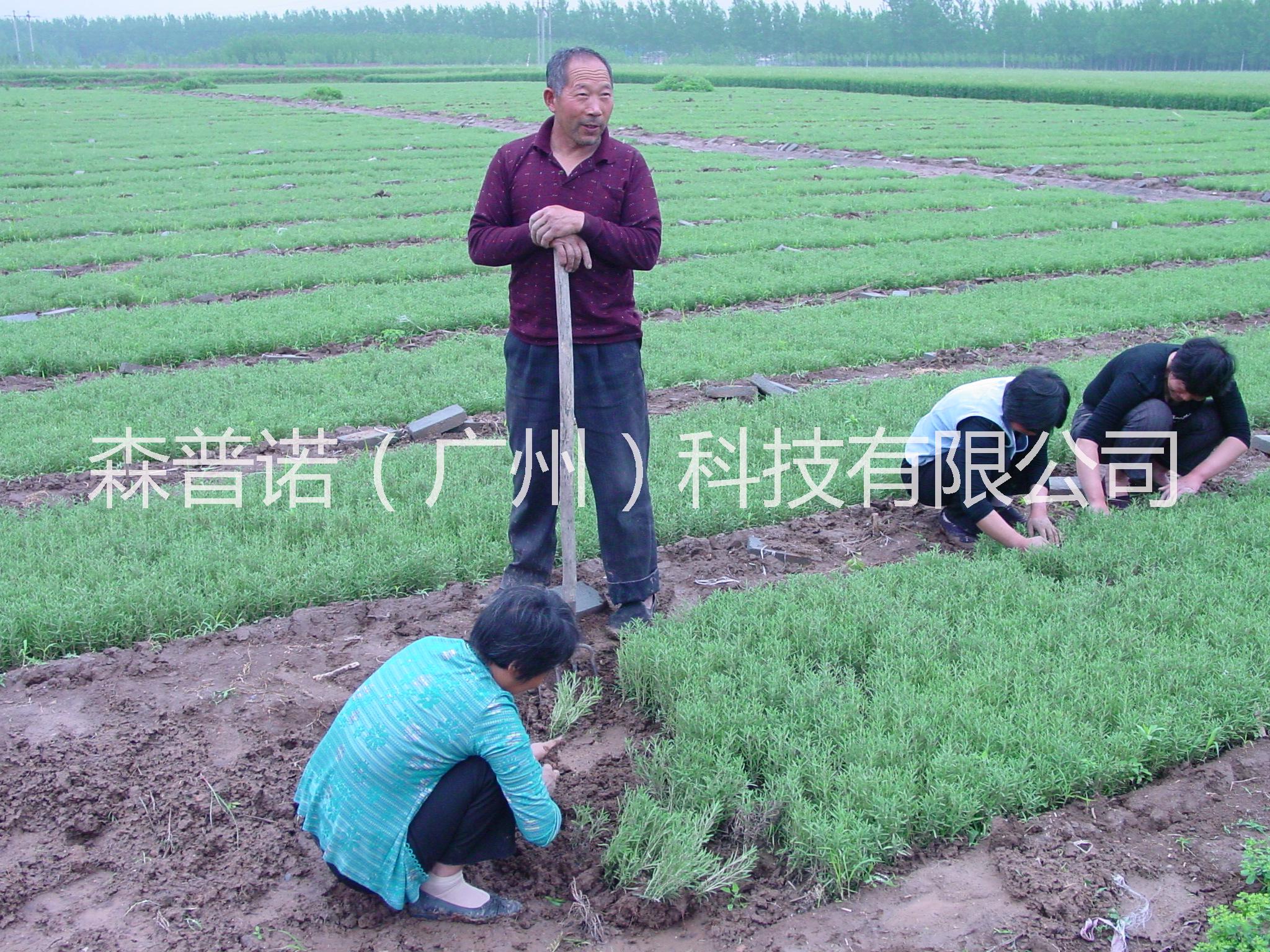 迷迭香種苗 迷迭香種植基地*迷迭香種苗