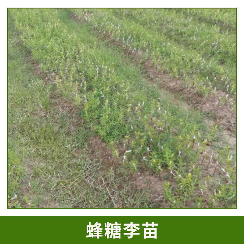 蜂糖李苗批發(fā) 形狀飽滿蜂糖李樹 蜂糖李果子 肉質(zhì)細(xì)清脆爽口