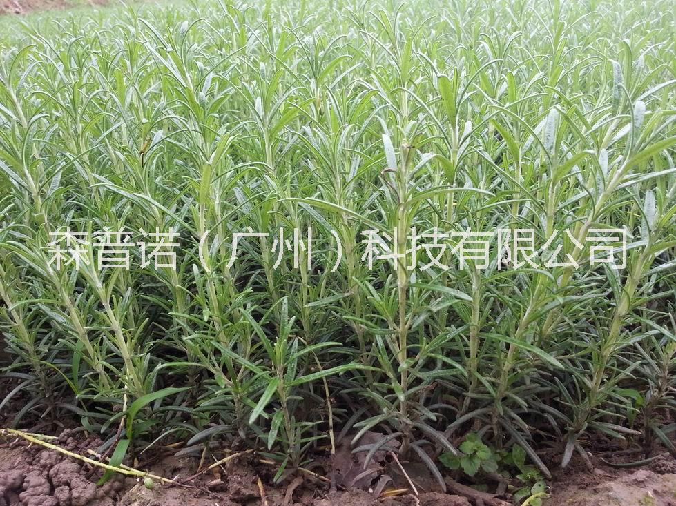 迷迭香種苗 迷迭香種植基地*迷迭香種苗