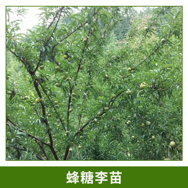 蜂糖李苗批發(fā) 形狀飽滿蜂糖李樹 蜂糖李果子 肉質(zhì)細(xì)清脆爽口