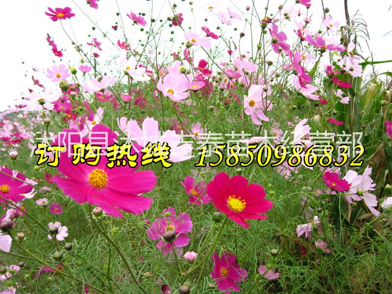 波斯菊種子價(jià)格-格?；ǚN子價(jià)格-大波斯菊種子價(jià)格行情-格?；ǚN子價(jià)格行情