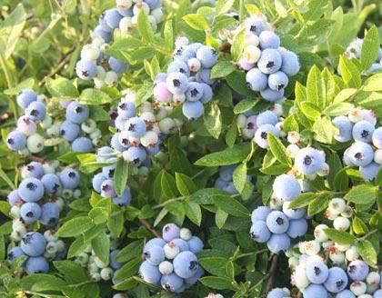 藍(lán)莓粉 藍(lán)莓汁粉 藍(lán)莓粉廠家 藍(lán)莓粉哪家好 藍(lán)莓粉廠家直銷 藍(lán)莓粉價(jià)格 藍(lán)莓粉質(zhì)量