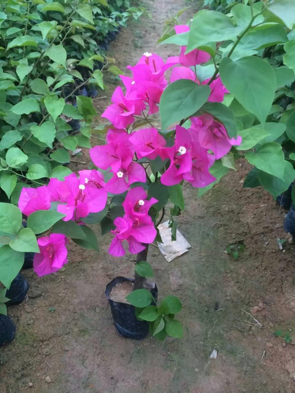三角梅報價，云南三角梅，云南三角梅種植基地，云南三角梅價格，云南三角梅批發(fā)，聯(lián)系電話18060216892