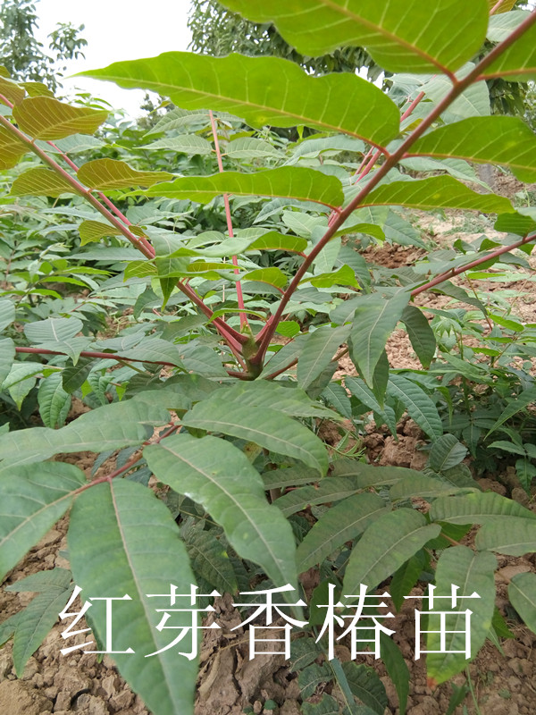 香椿樹苗，紅芽香椿苗，綠芽香椿樹，山西香椿樹苗基地