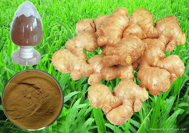 生姜提取物 生姜提取物廠家 生姜提取物價(jià)格 生姜粉