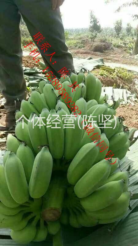 西貢蕉 香蕉