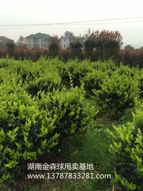 湖南金森女貞球價格  金森女貞杯苗價格 瀏陽金森女貞甩賣找小賓