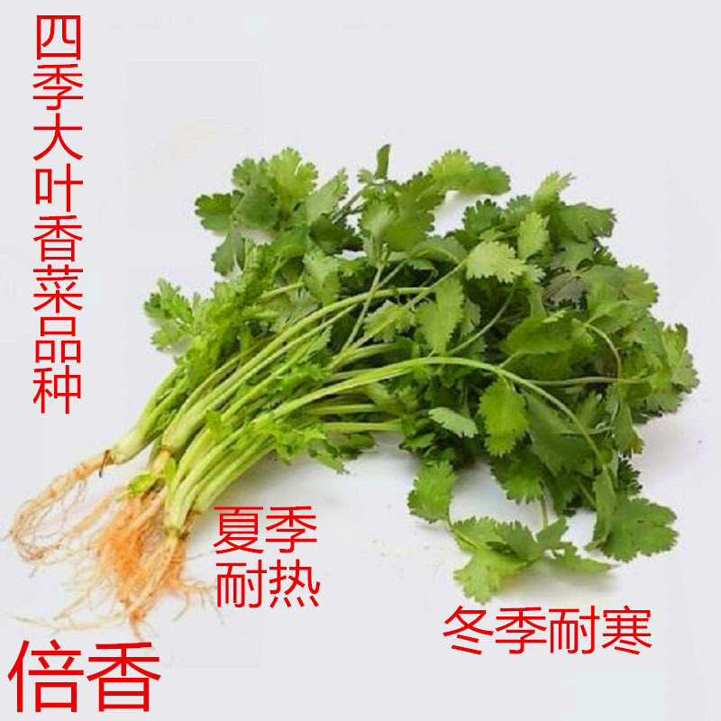 香菜種子 山東老品牌香菜種子 進(jìn)口四季香菜種子 進(jìn)口四季大葉香菜種子