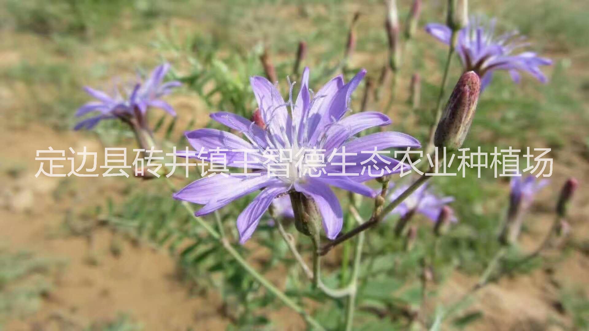 陜北*紫花苦菜茶 陜北*紫花苦菜茶01 陜北*紫花苦菜茶001