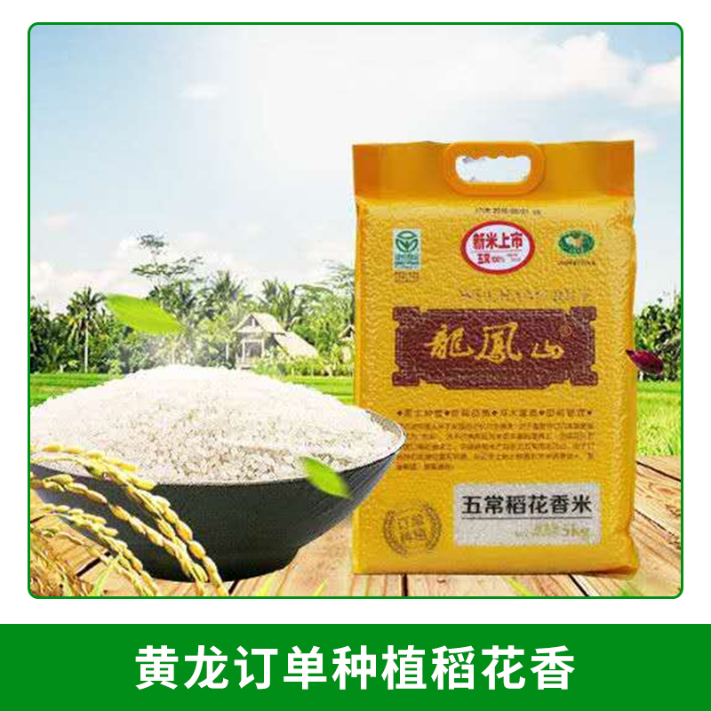 廠家直銷黃龍訂單種植稻花香 優(yōu)質(zhì)金尊稻花香綠色生態(tài)大米非轉(zhuǎn)基因*米