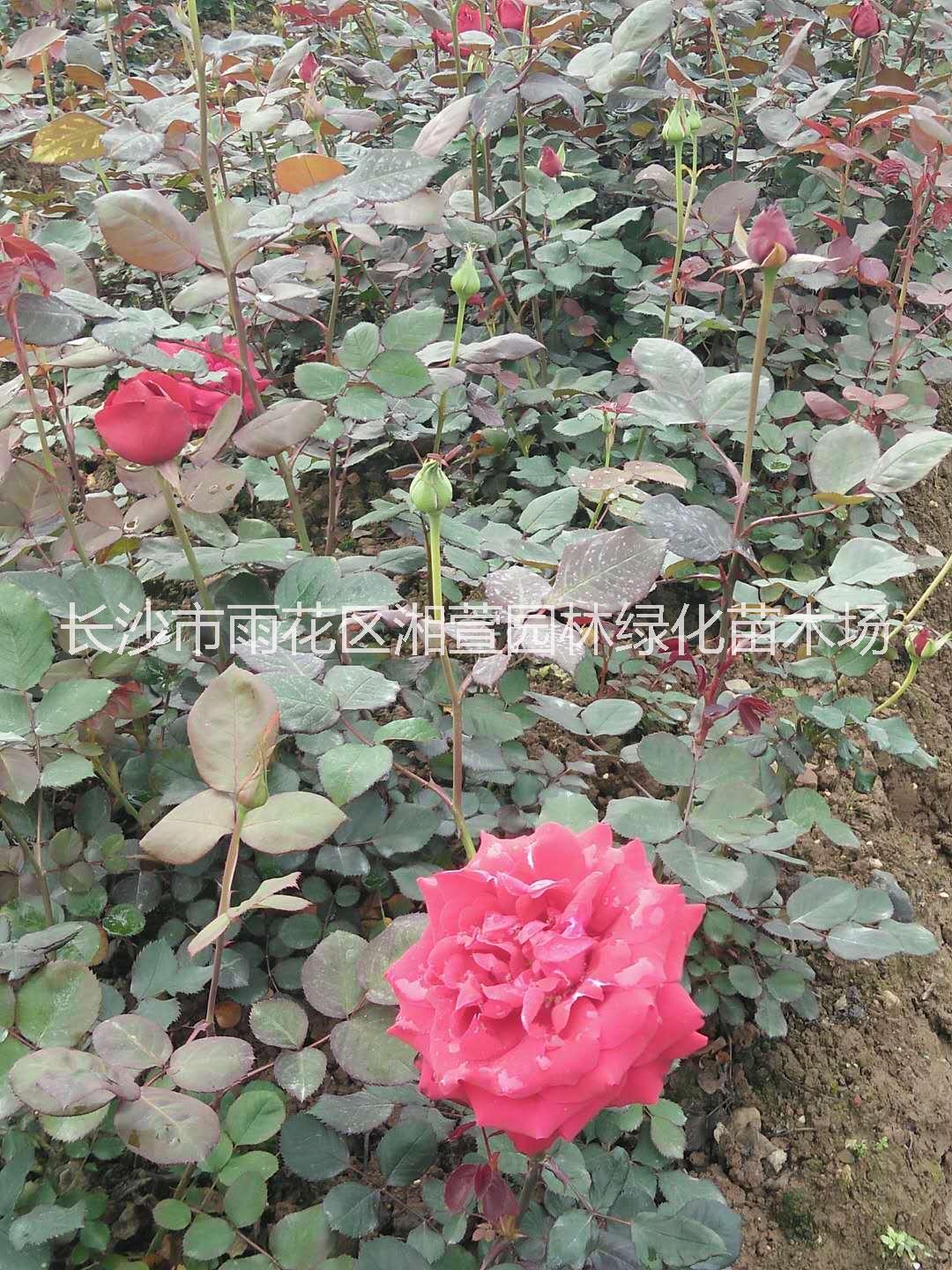 月季小苗、大花月季、鉆石月季、歐月、豐花月季