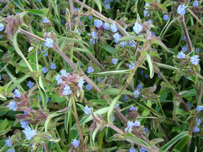 露水草提取物 蛻皮*