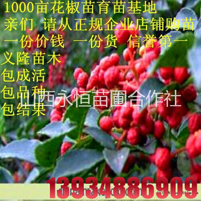 大紅袍花椒苗，山西大紅袍花椒苗，山西大紅袍花椒苗批發(fā)價格