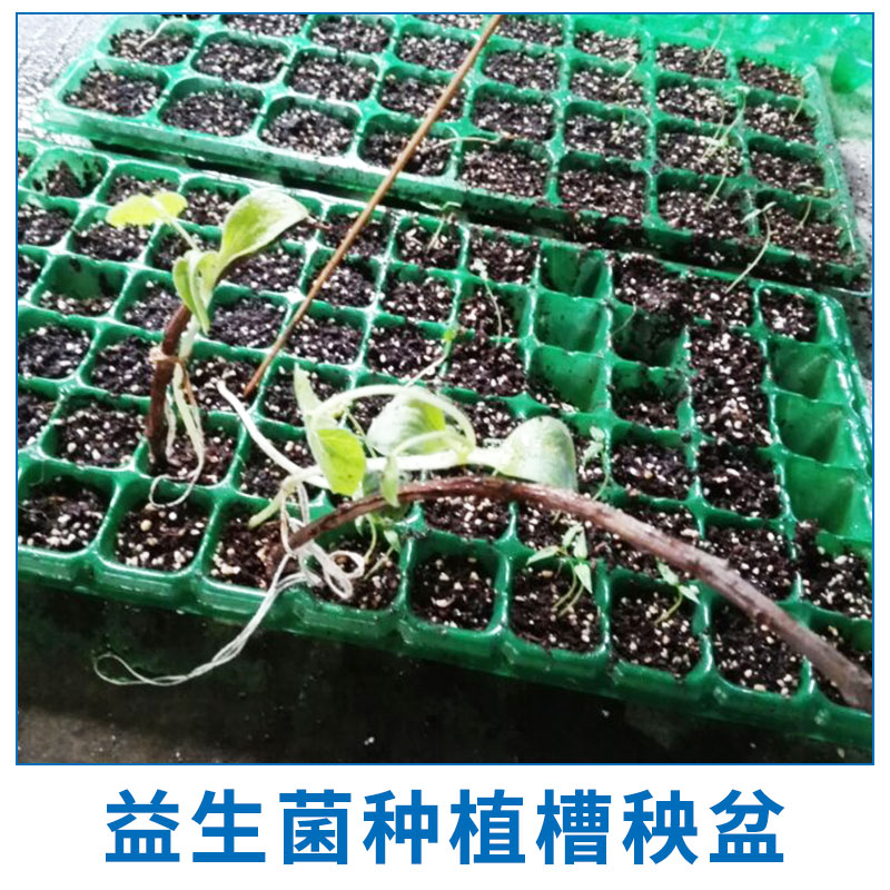 益生菌種植槽秧盆生產(chǎn) 園藝種植槽 營養(yǎng)種植槽 PVC栽培槽 水培培養(yǎng)槽 歡迎來電訂購