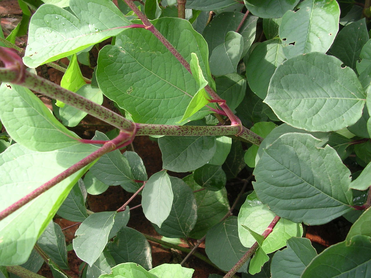 白藜蘆醇直銷 白藜蘆醇 符合規(guī)范合格合格后