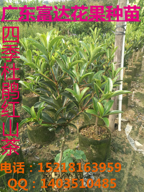 供應(yīng)四季*紅山茶、批發(fā)四季*紅山茶