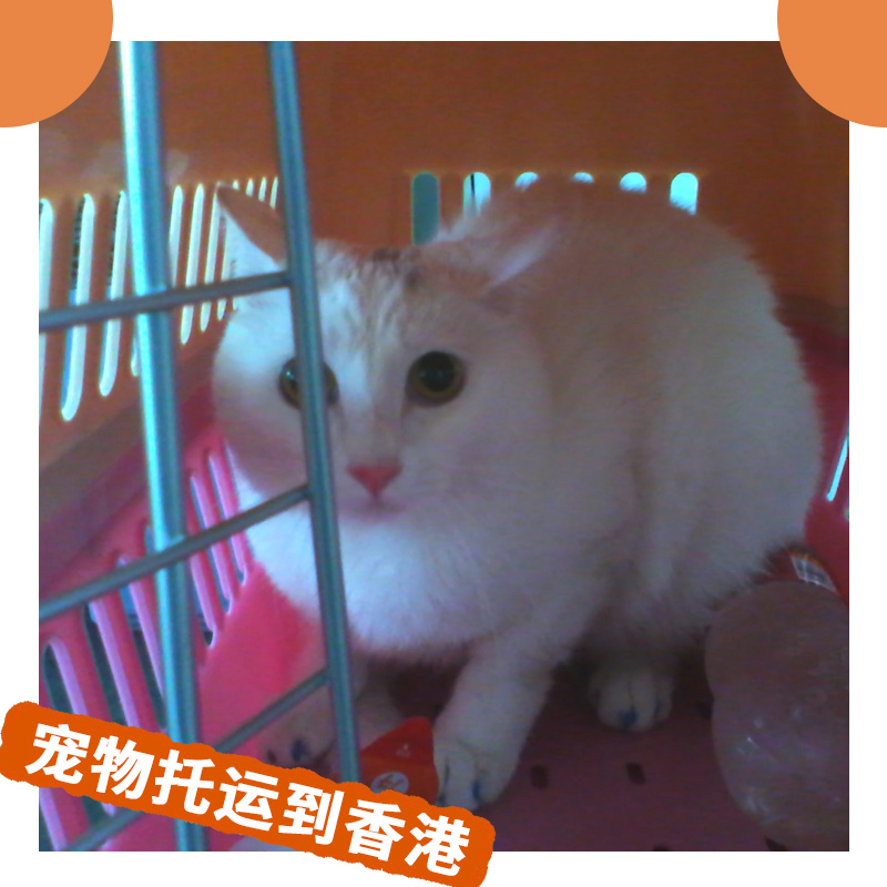 寵物托運到香港 港澳寵物出入境 貓狗等寵物代運托管 *率安全
