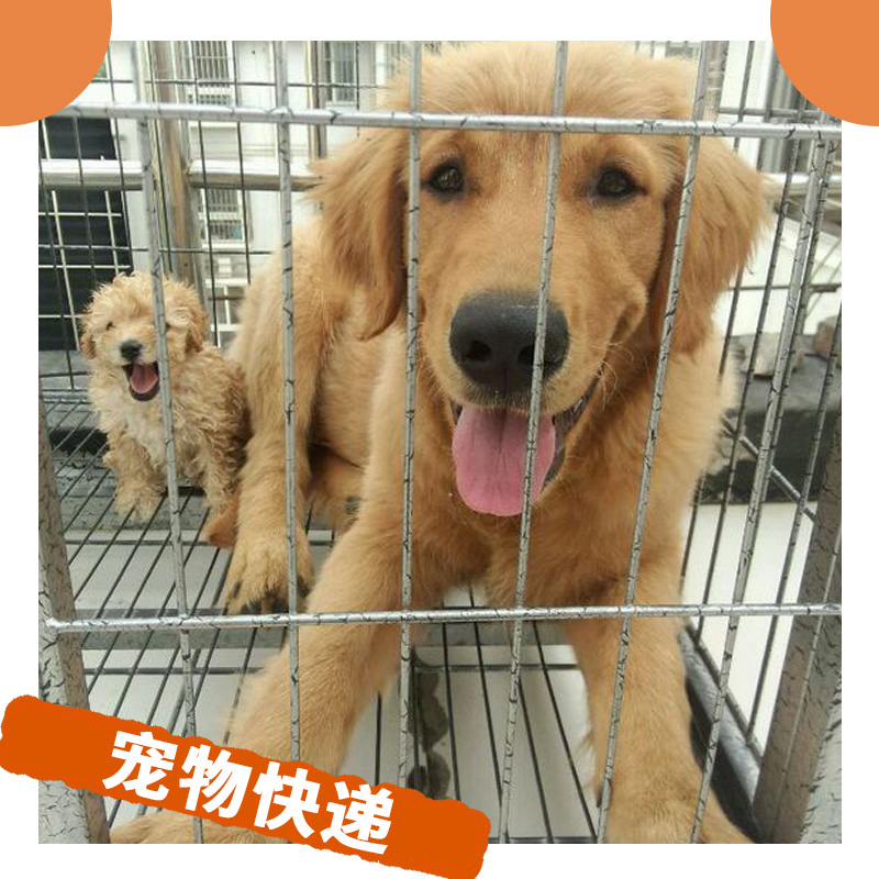 寵物快遞 海陸空多種運(yùn)輸選擇 和愛寵一同遠(yuǎn)游 *寵物托運(yùn)公司