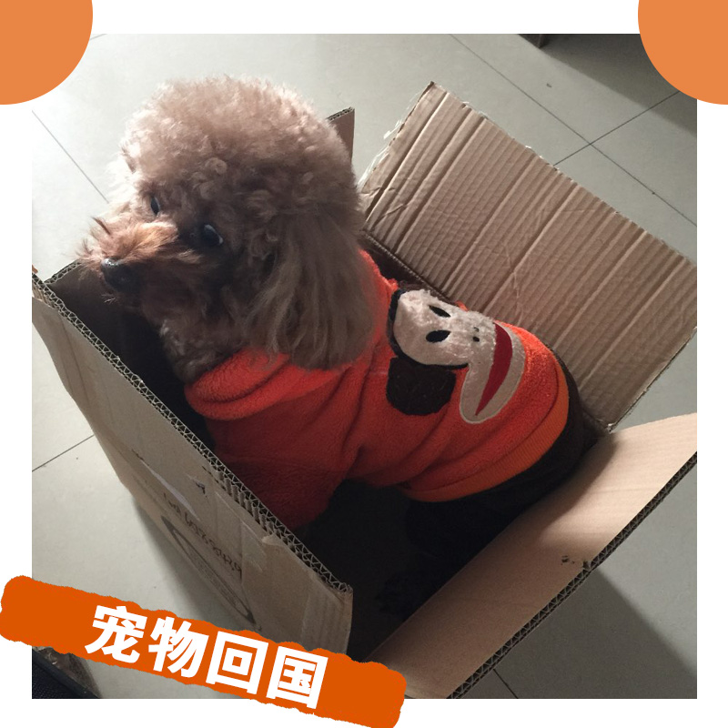 寵物從澳大利亞到深圳電話-哪家好