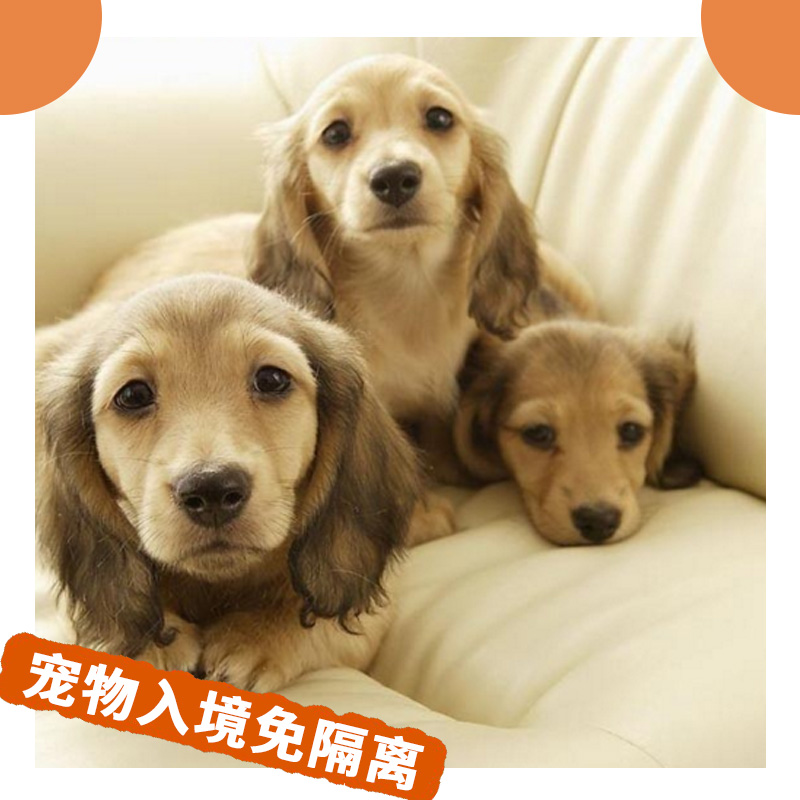 國際寵物托運(yùn) 寵物報(bào)關(guān)清關(guān)寵物入境免隔離 回國出國空運(yùn)寵物