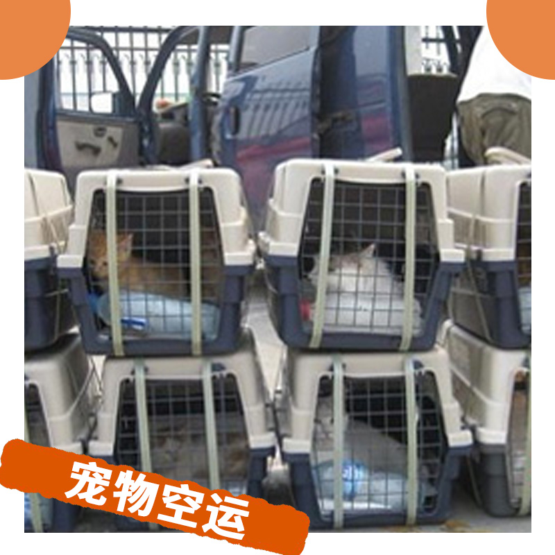 寵物空運 空中運輸托運寵物 與愛寵共享空中之旅 *團隊貼心服務(wù)