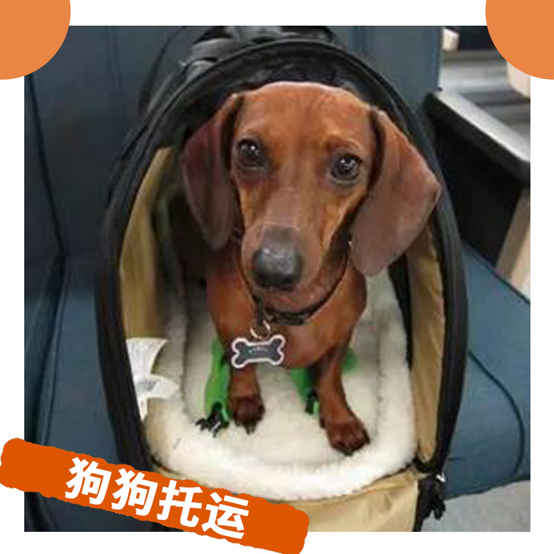 狗狗托運(yùn) 寵物代運(yùn)輸 國際周游寵物托運(yùn)服務(wù)與狗狗同游*貼心之旅