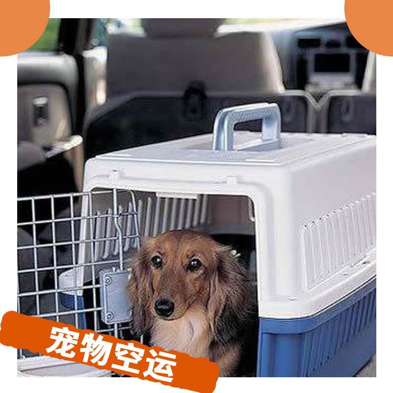 寵物空運 空中運輸托運寵物 與愛寵共享空中之旅 *團隊貼心服務(wù)