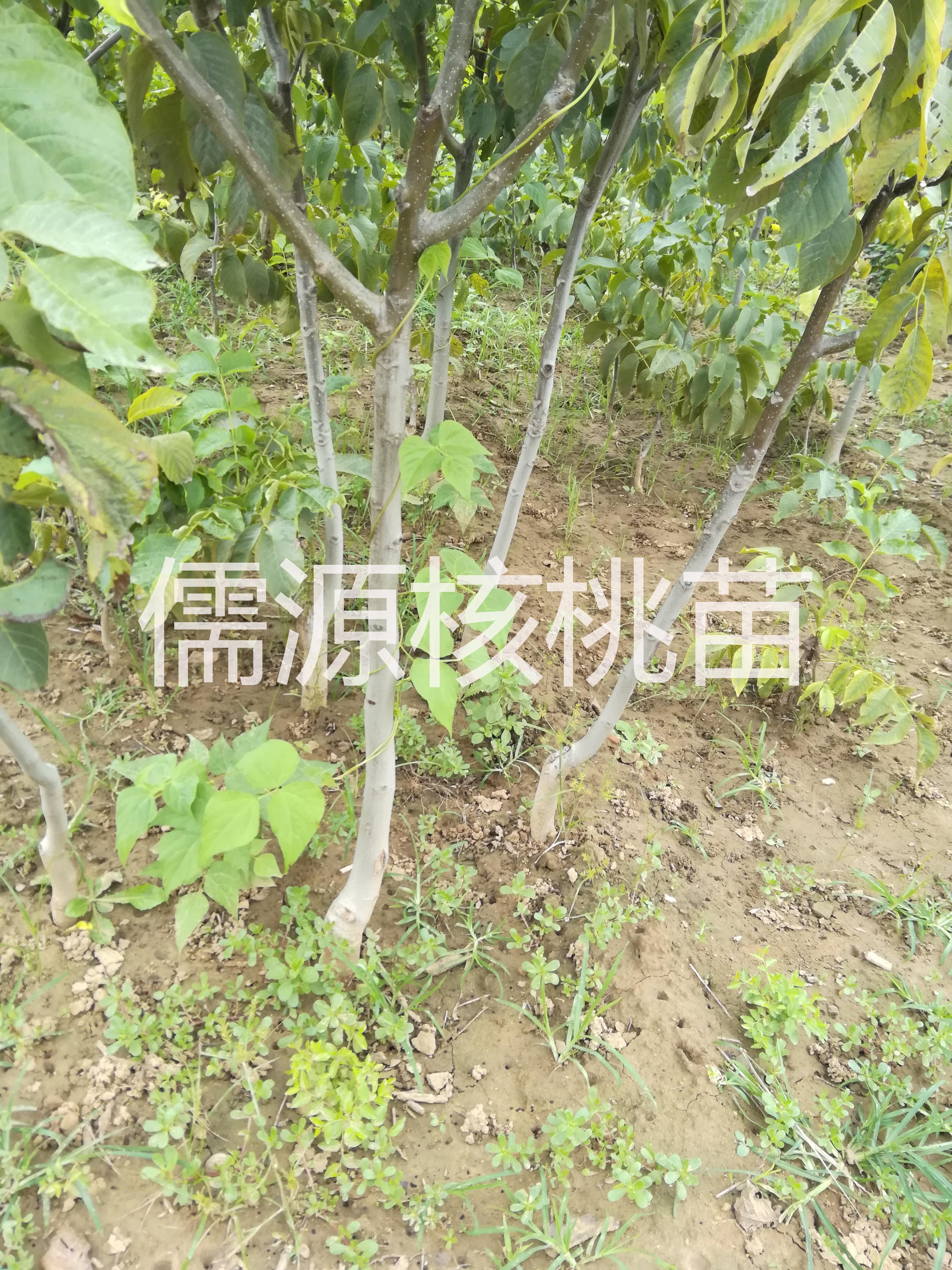 河北核桃苗、清香核桃苗批發(fā)