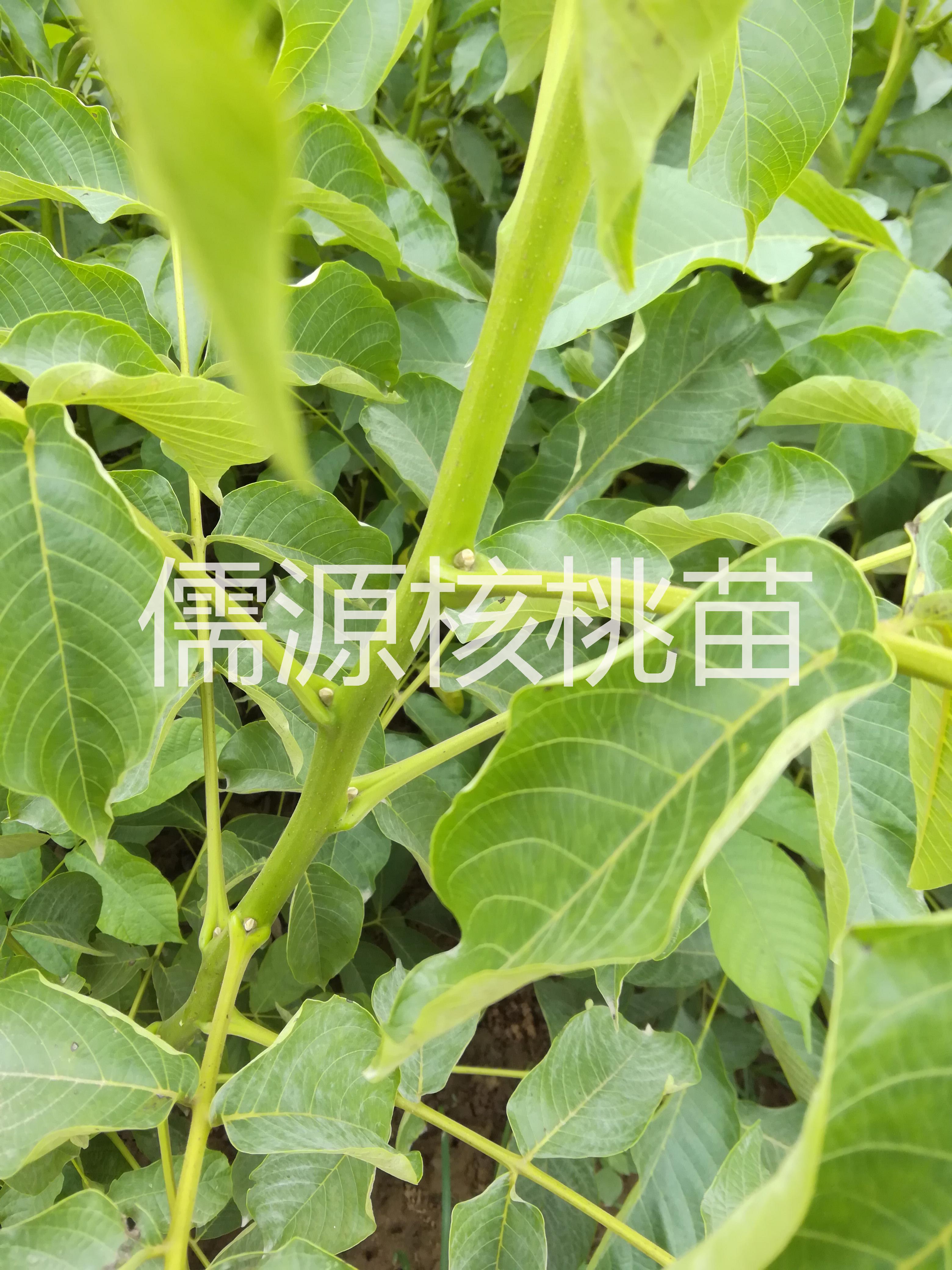 供應(yīng)占地核桃苗 2公分占地核桃苗 2.5公分占地核桃苗 3公分占地核桃苗 實(shí)生核桃苗批發(fā) 占地核桃苗批發(fā)