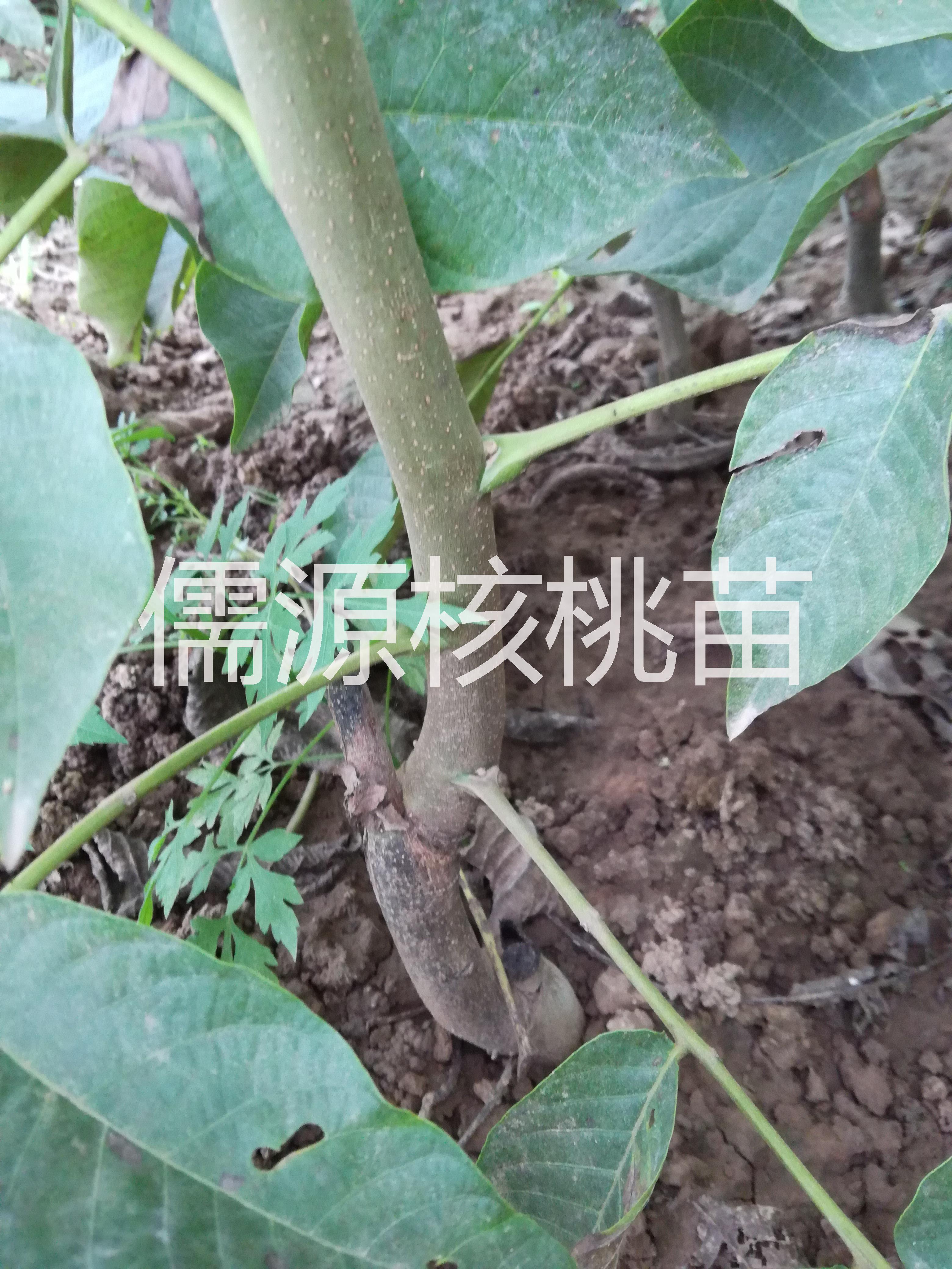 嫁接核桃苗/品種純/成活率高 嫁接核桃苗價(jià)格