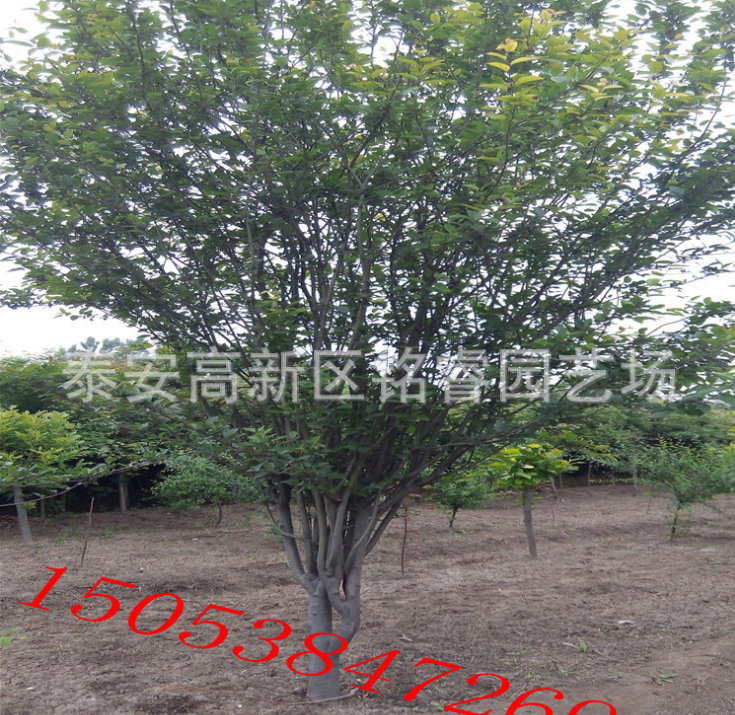 西府海棠山東西府海棠供應商山東西府海棠價格山東西府海棠批發(fā)