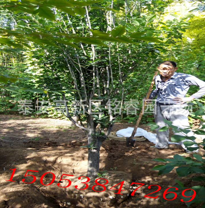 西府海棠山東西府海棠供應商山東西府海棠價格山東西府海棠批發(fā)