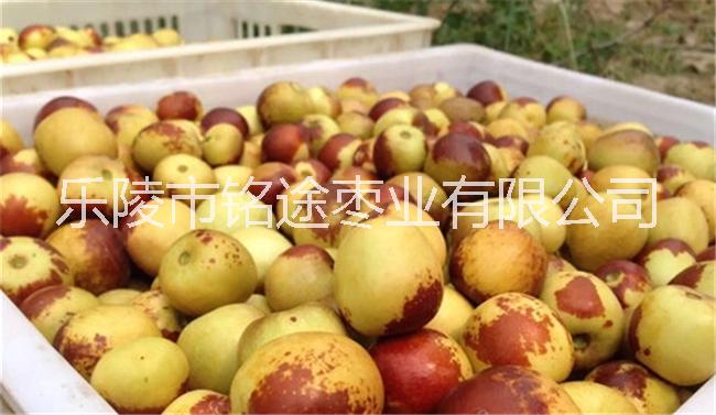 大量批發(fā)山東鮮冬棗早熟冬棗產(chǎn)地