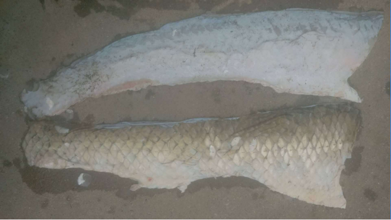魚皮  泡椒魚皮 涼拌魚皮 麻辣魚皮 油炸魚皮 魚柳 火鍋 冷凍 魚皮批發(fā)