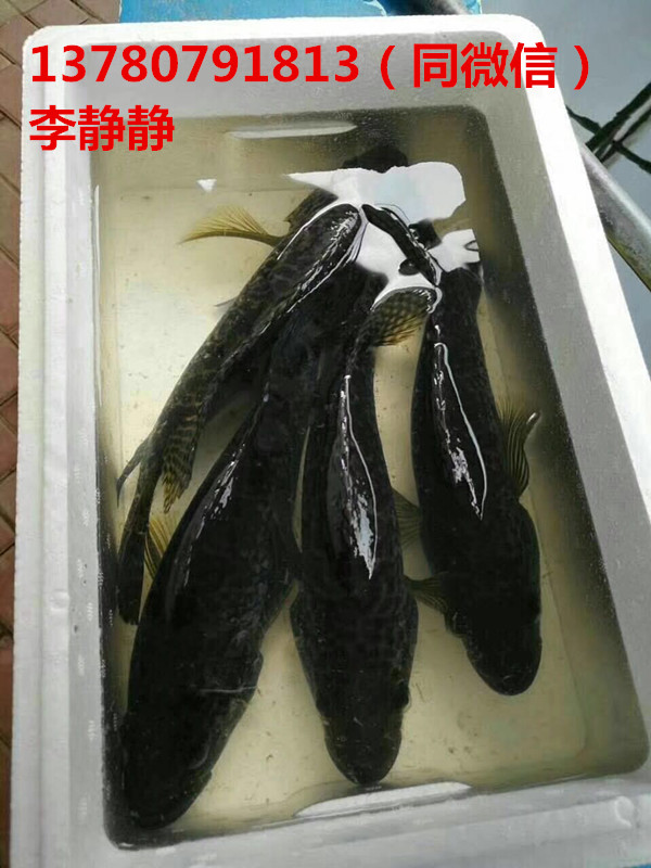 供 石斑魚 工業(yè)化養(yǎng)殖 工廠化養(yǎng)殖 海容模塊養(yǎng)殖 海容模塊廠家直銷